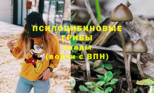 ПСИЛОЦИБИНОВЫЕ ГРИБЫ Белокуриха